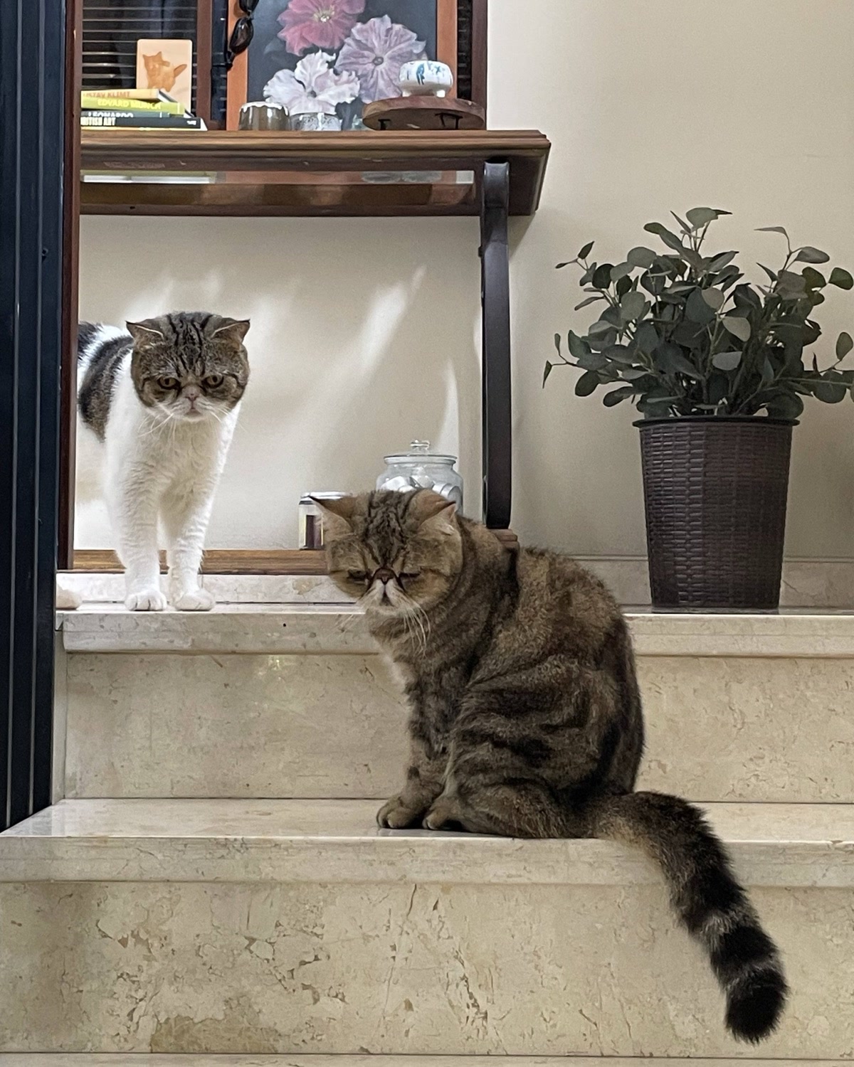 Two cats on marble stairs beside a eucalyptus plant